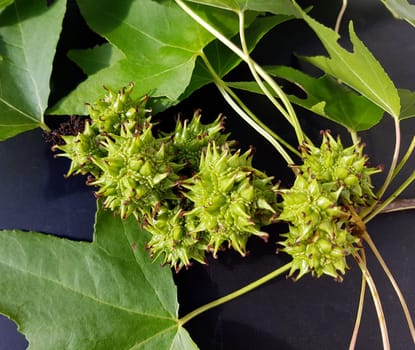 Ambeerbaum  Frucht, Liquidambar  styraciflua