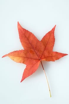 Ambeerbaumblatt, Herbst