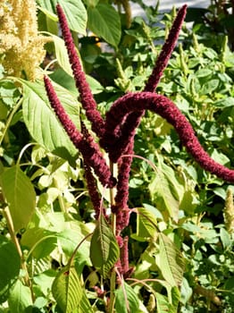 Fuchsschwanz, Amaranthus, Caudatus, Amarant