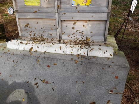 Bienen, Bienenstock, Apis  mellifera