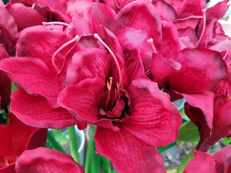 Amaryllis, Ritterstern, Hippeastrum-Hybriden