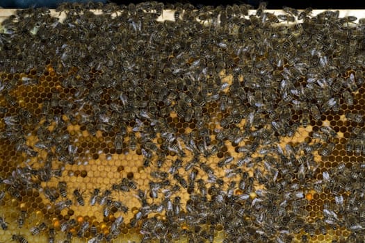 Honigbienen, Biene  Apis  mellifera
