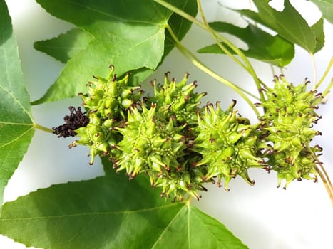 Ambeerbaum  Frucht, Liquidambar  styraciflua
