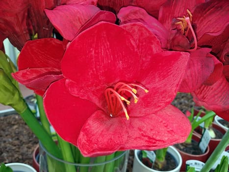 Amaryllis, Ritterstern, Hippeastrum-Hybriden