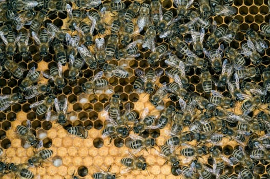 Honigbienen, Biene  Apis  mellifera