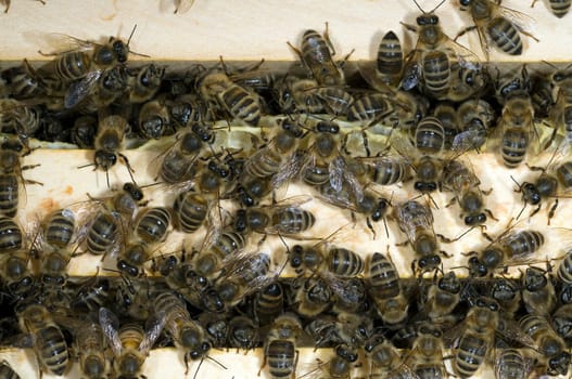 Honigbienen, Biene  Apis  mellifera