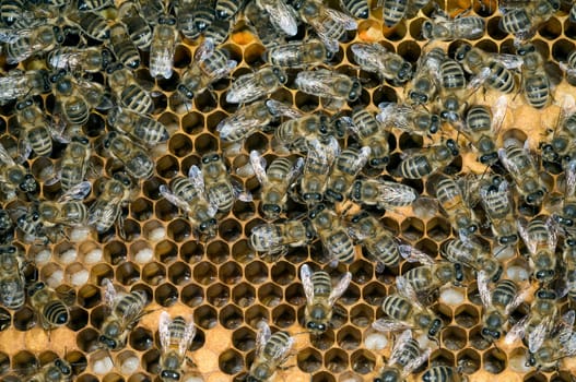 Honigbienen, Biene  Apis  mellifera