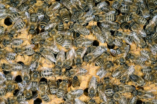 Honigbienen, Biene  Apis  mellifera