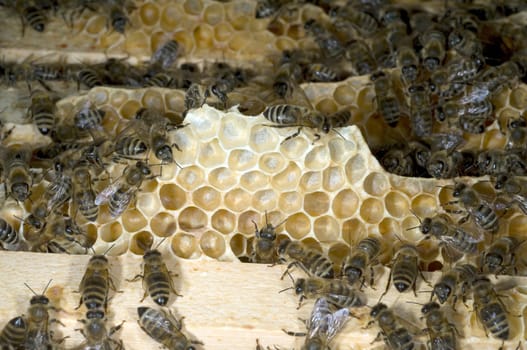 Honigbienen, Biene  Apis  mellifera