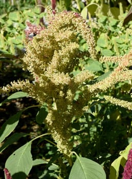 Fuchsschwanz, Amaranthus, Caudatus, Amarant
