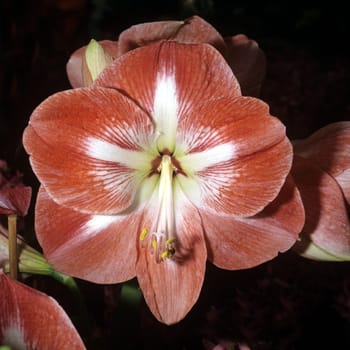 Amaryllis, Ritterstern