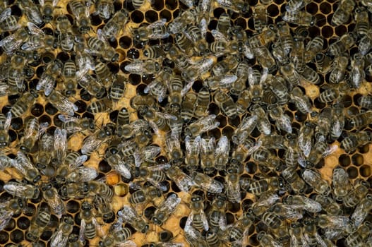 Honigbienen, Biene  Apis  mellifera