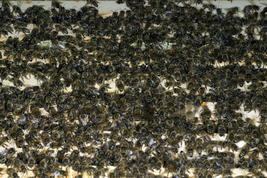 Honigbienen, Biene  Apis  mellifera