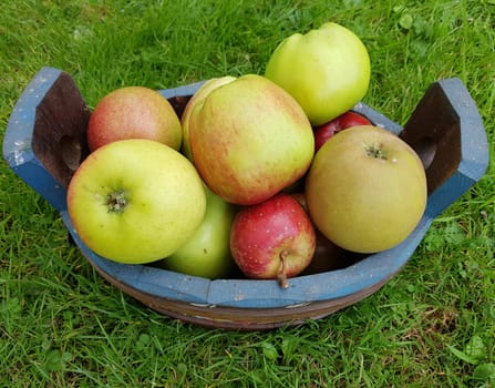 Alte Apfelsorten, verschiedene, Apfel, Malus, domestica