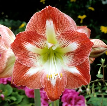 Amaryllis  Ritterstern