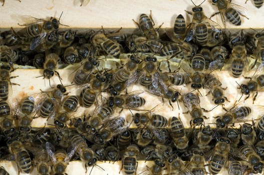 Honigbienen, Biene  Apis  mellifera