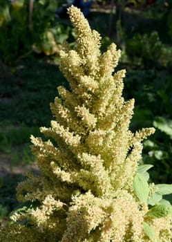 Fuchsschwanz, Amaranthus, Caudatus, Amarant