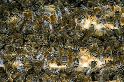 Honigbienen, Biene  Apis  mellifera
