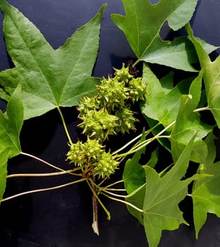Ambeerbaum  Frucht, Liquidambar  styraciflua