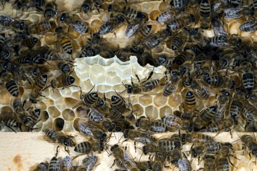 Honigbienen, Biene  Apis  mellifera