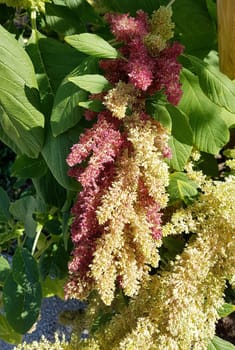 Fuchsschwanz, Amaranthus, Caudatus, Amarant