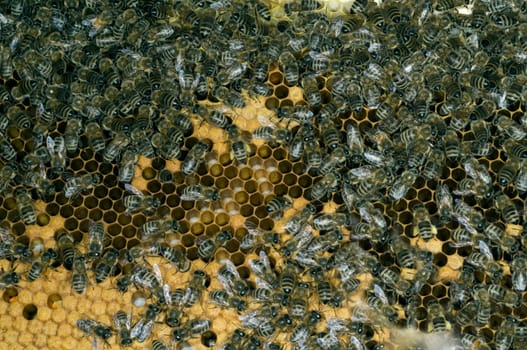 Honigbienen, Biene  Apis  mellifera