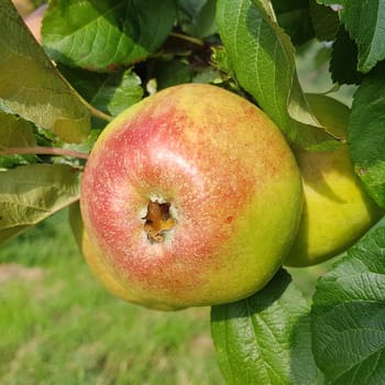 Altlaender Pfannkuchen, Alte Apfelsorten, Apfel, Malus, domestica