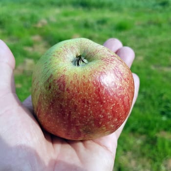 Altlaender Pfannkuchen, Alte Apfelsorten, Apfel, Malus, domestica