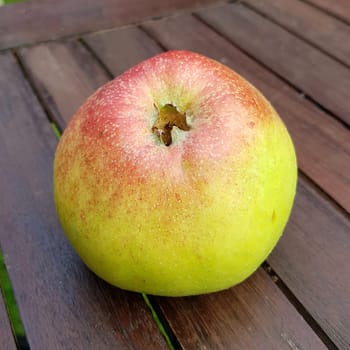 Altlaender Pfannkuchen, Alte Apfelsorten, Apfel, Malus, domestica