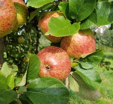 Altlaender Pfannkuchen, Alte Apfelsorten, Apfel, Malus, domestica