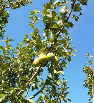 Altlaender Klinkbergamotte, Birnen, Alte Birnensorte, Pyrus communis