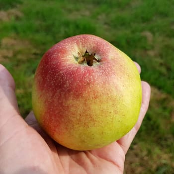 Altlaender Pfannkuchen, Alte Apfelsorten, Apfel, Malus, domestica