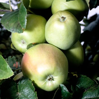 Altlaender Glockenapfel  Apfelsorte, Apfel, Kernobst, Obst