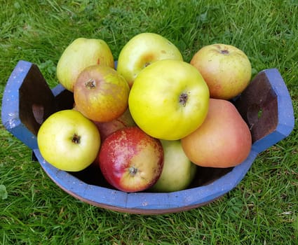 Alte Apfelsorten, verschiedene, Apfel, Malus, domestica, Aepfel