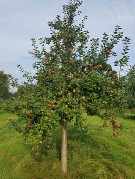 Altlaender Pfannkuchen, Alte Apfelsorten, Apfel, Malus, domestica