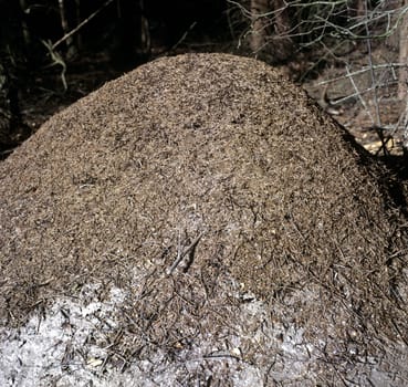 Ameisenhaufen  Rote Waldameise