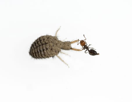 Ameisenloewe, Palpares, libelluloides, Larve, der, Ameisenjungfern