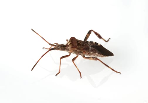 Amerikanische, Zapfenwanze, Leptoglossus, occidentalis