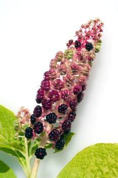kermesbeeren  Amerikanische kermesbeere  phytolacca americana