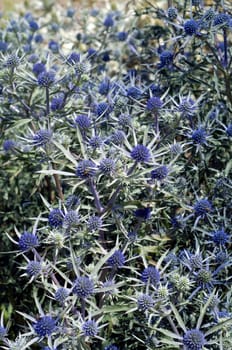 Amethyst-Mannstreu, Eryngium amethystinum