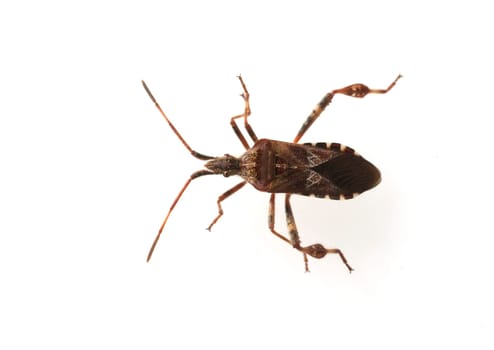 Amerikanische, Zapfenwanze, Leptoglossus, occidentalis