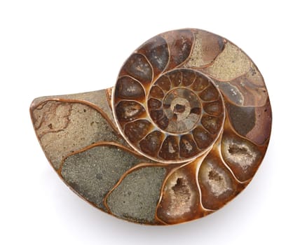Ammonit, Fossil, Sagittalschnitt