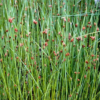 Amerikanische Teichsimse
