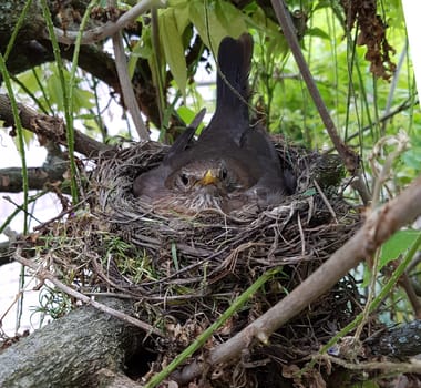 Amselnest, Amsel, Turdus, merula, Schwarzdrossel
