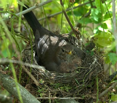Amselnest, Amsel, Turdus, merula, Schwarzdrossel
