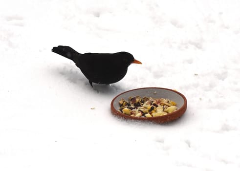 Amseln, Winter, Winterfuetterung