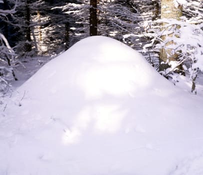 Ameisenhaufen  Rote Waldameise mit Schnee bedeckt