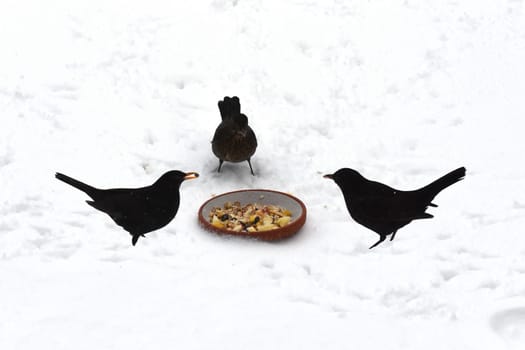 Amseln, Winter, Winterfuetterung