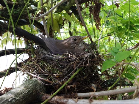 Amselnest, Amsel, Turdus, merula, Schwarzdrossel