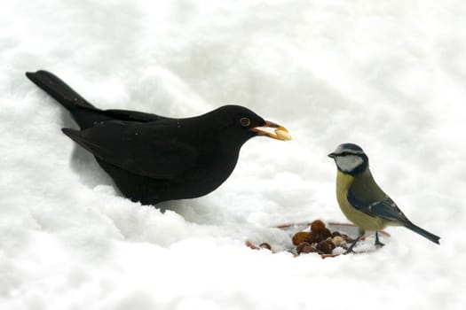 Amsel  Meise Winter, Fuetterung